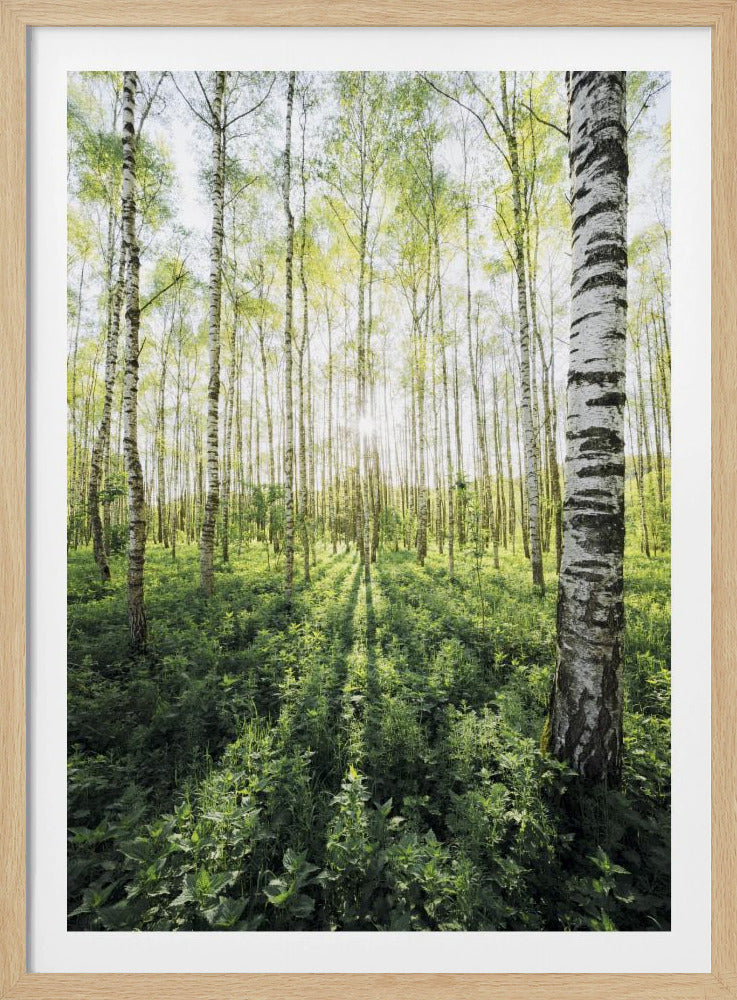 Birkenhain vertikal | Poster