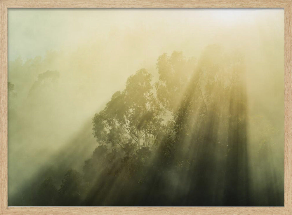 Nebliger Wald III | Poster