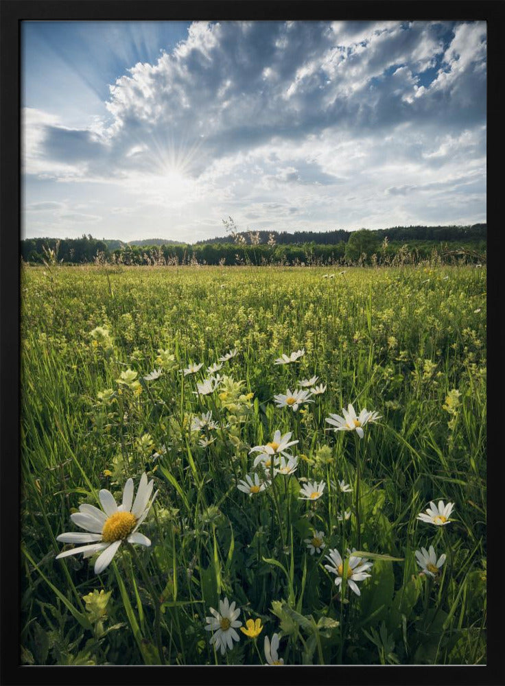 Blühende Wiese | Poster