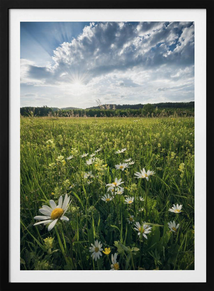 Blühende Wiese | Poster
