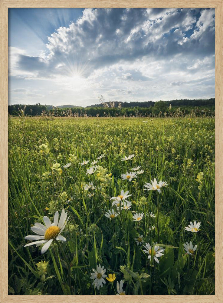 Blühende Wiese | Poster
