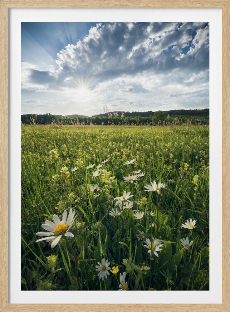 Blühende Wiese | Poster