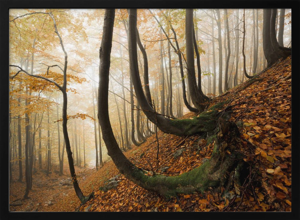 Mystischer Herbstwald | Poster