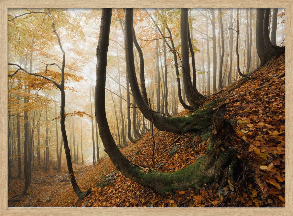 Mystischer Herbstwald | Poster