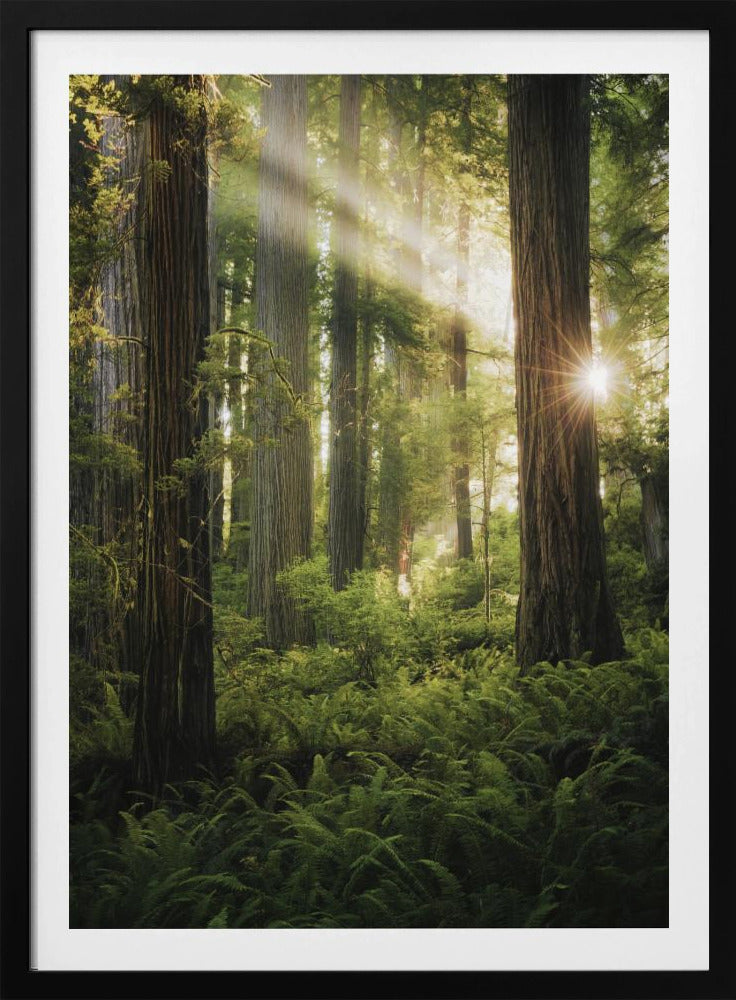 Feenwald | Poster