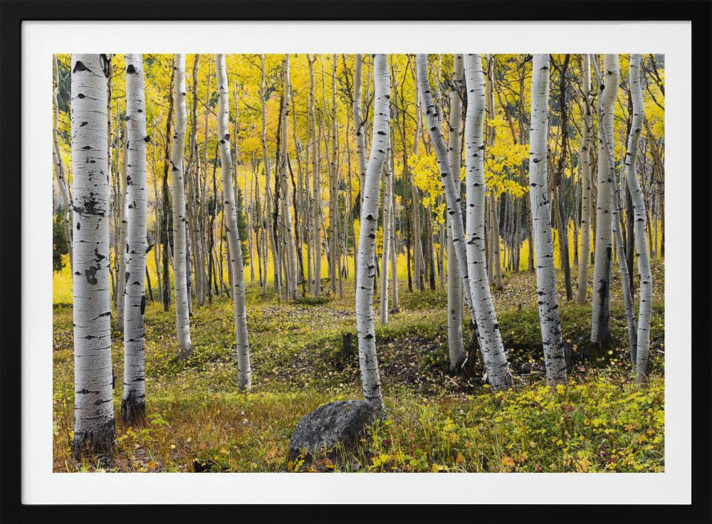 Herbstbirken | Poster
