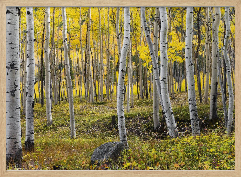 Herbstbirken | Poster