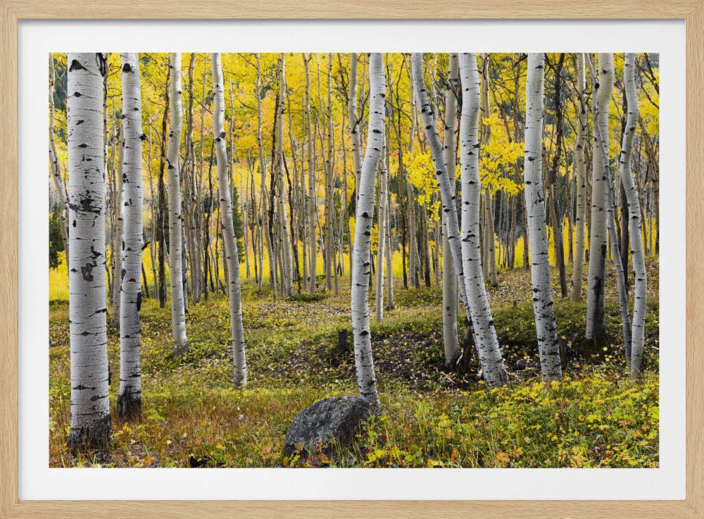 Herbstbirken | Poster