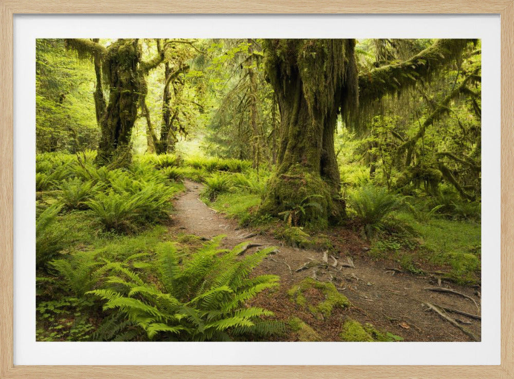 Hoh-Regenwald | Poster