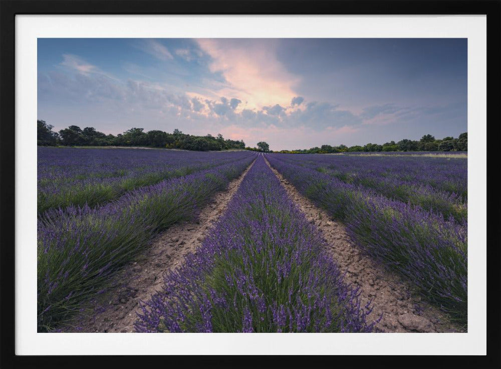 Blauer Lavendel | Poster