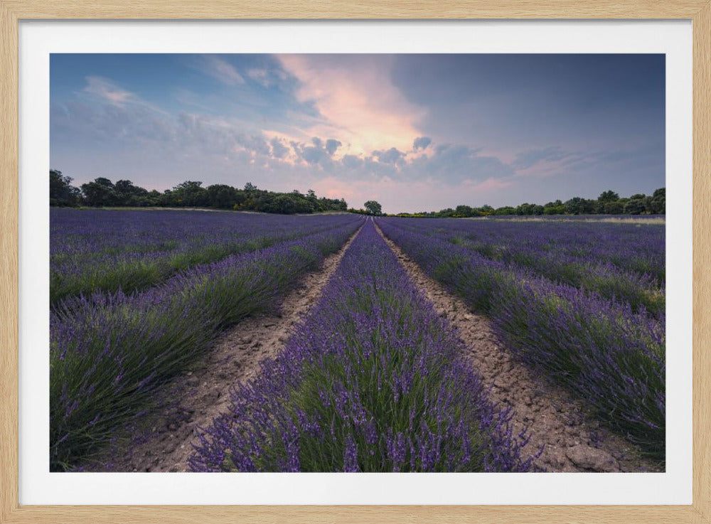 Blauer Lavendel | Poster