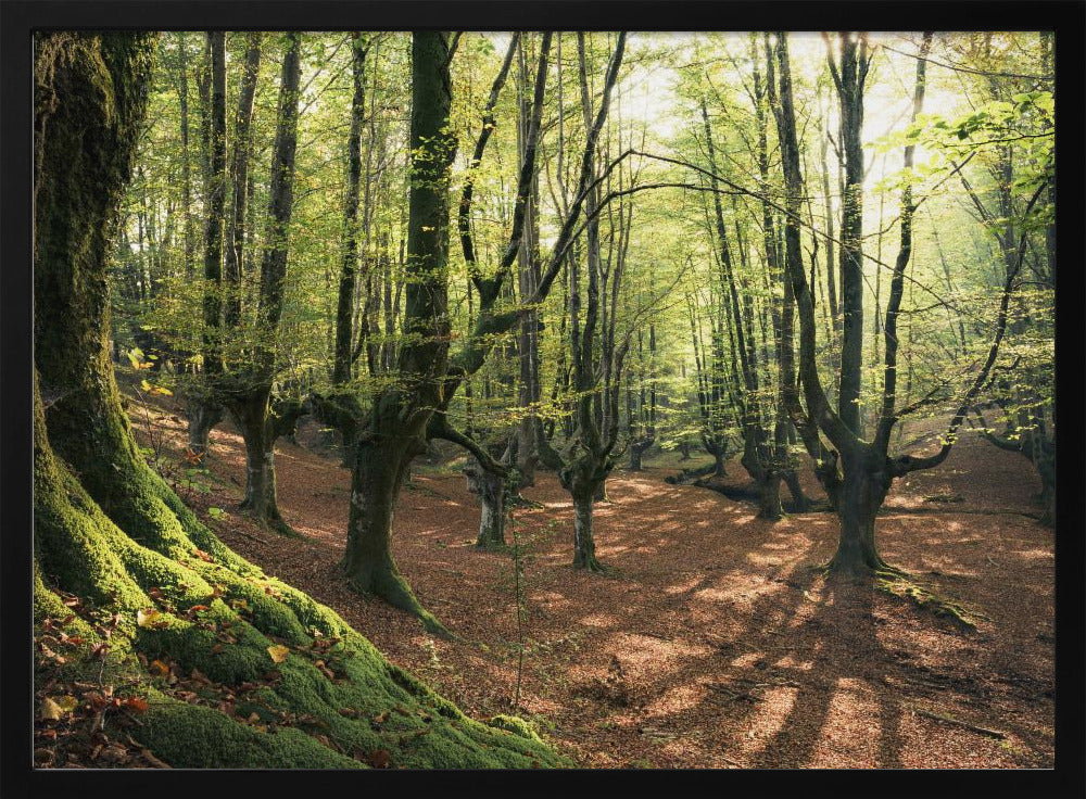Waldliebe | Poster
