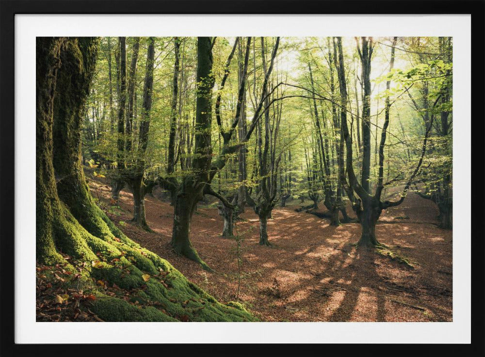 Waldliebe | Poster