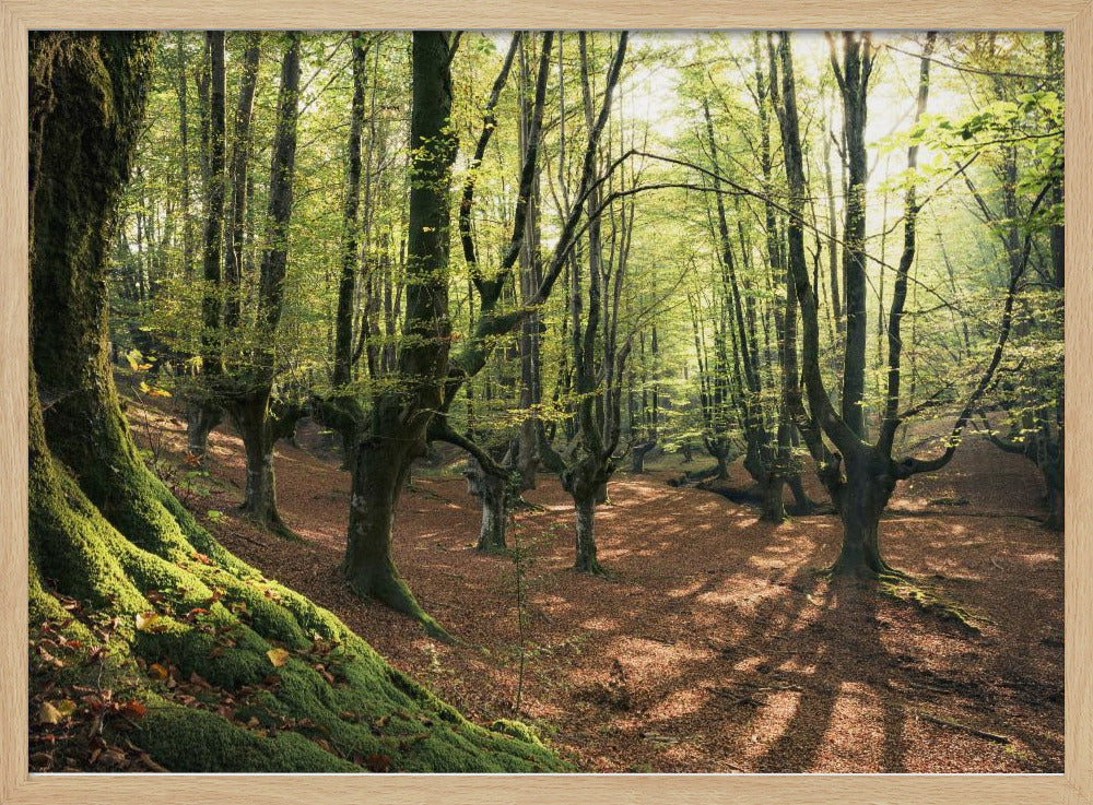 Waldliebe | Poster