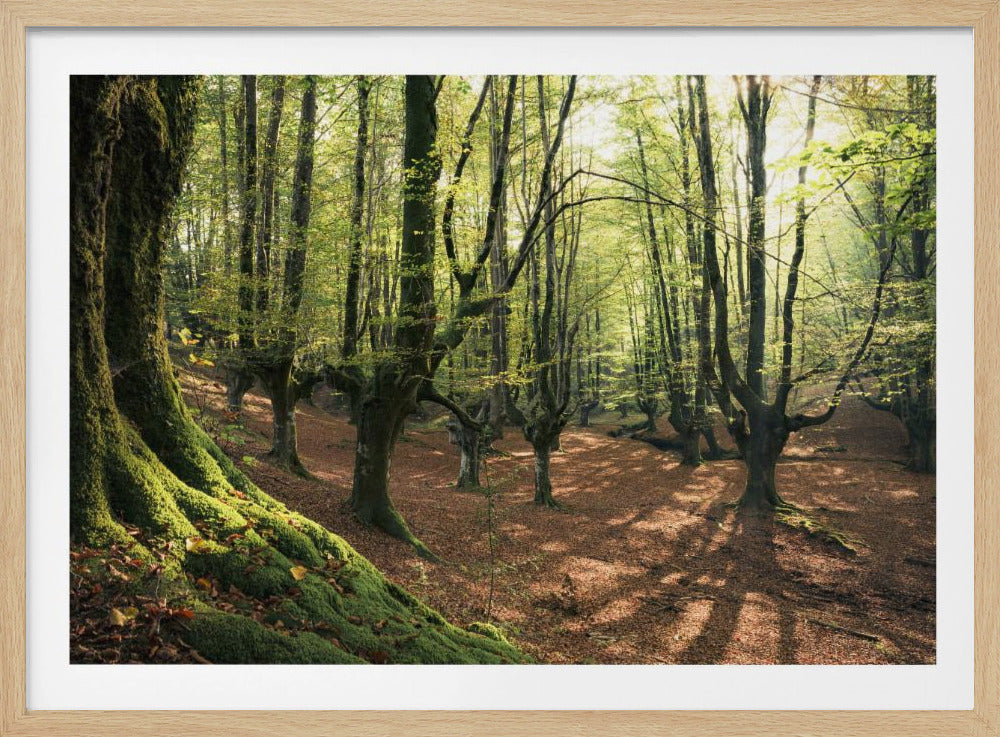 Waldliebe | Poster