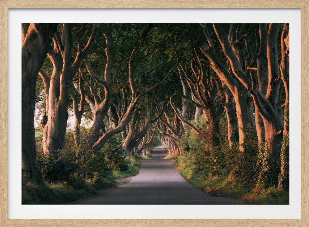 Rote Allee | Poster
