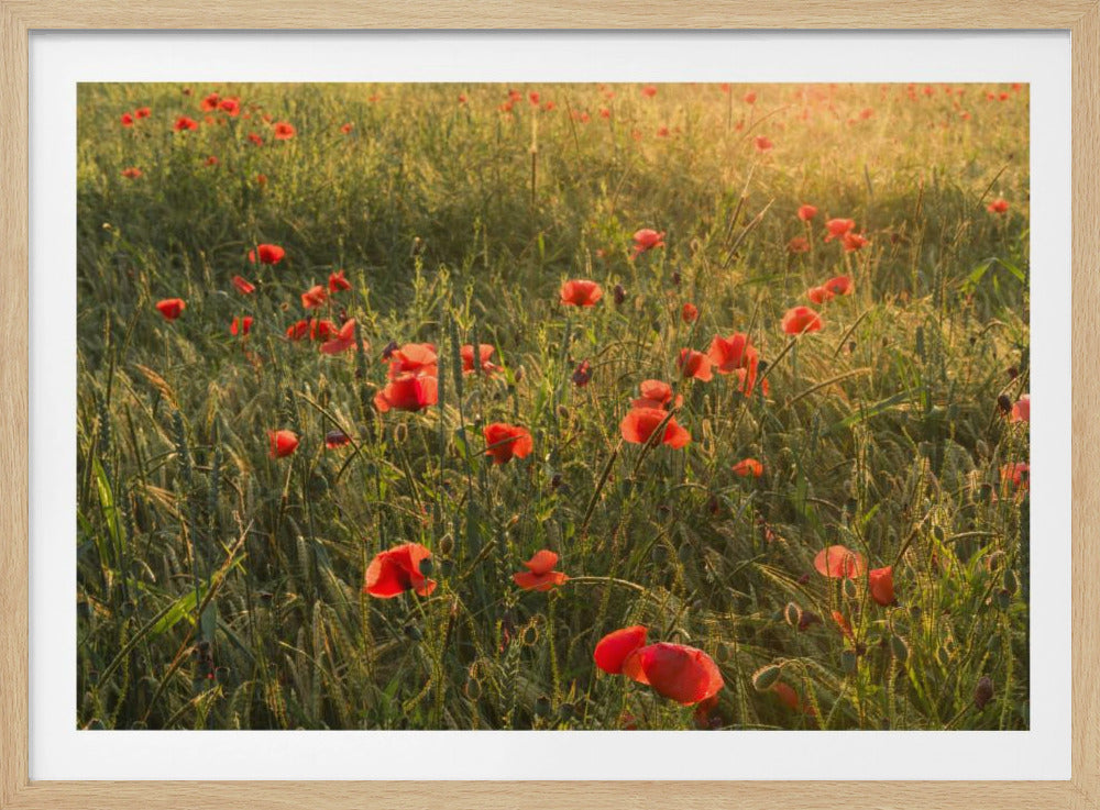 Poppy World II | Poster