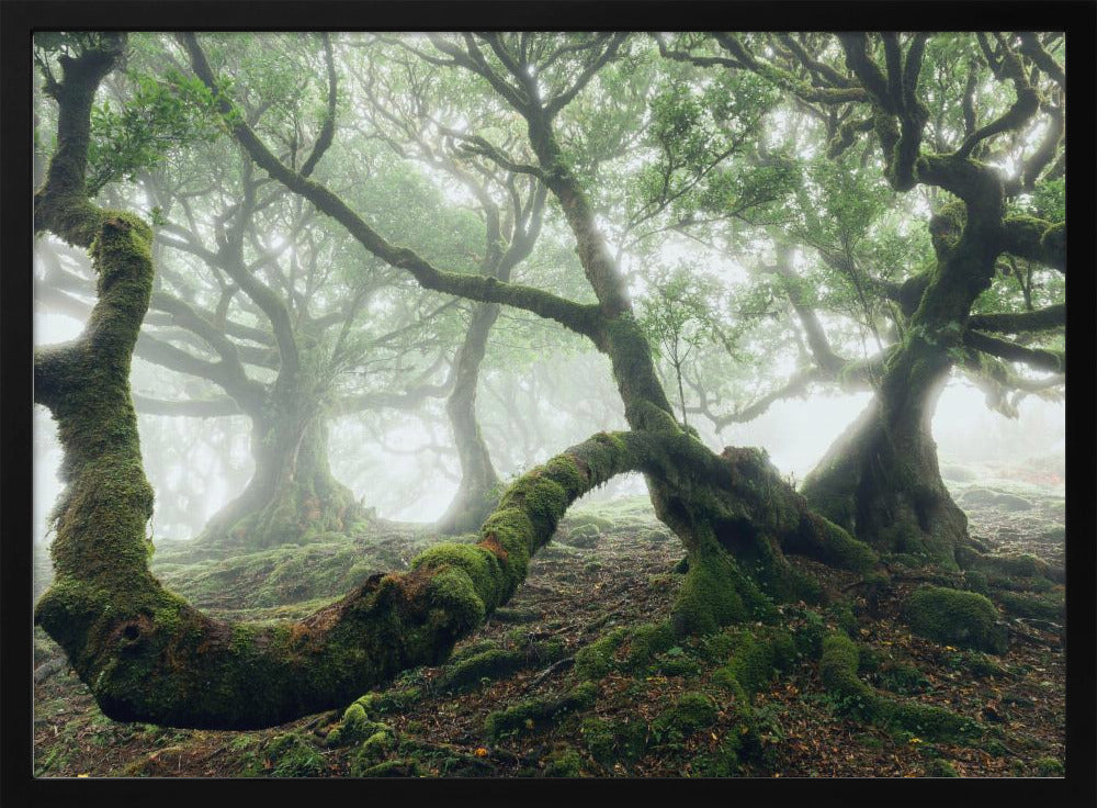 Mystischer Lorbeerwald | Poster