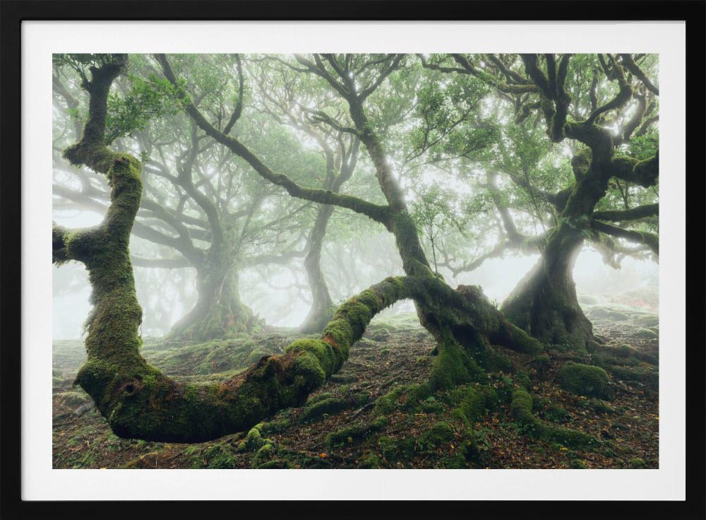 Mystischer Lorbeerwald | Poster