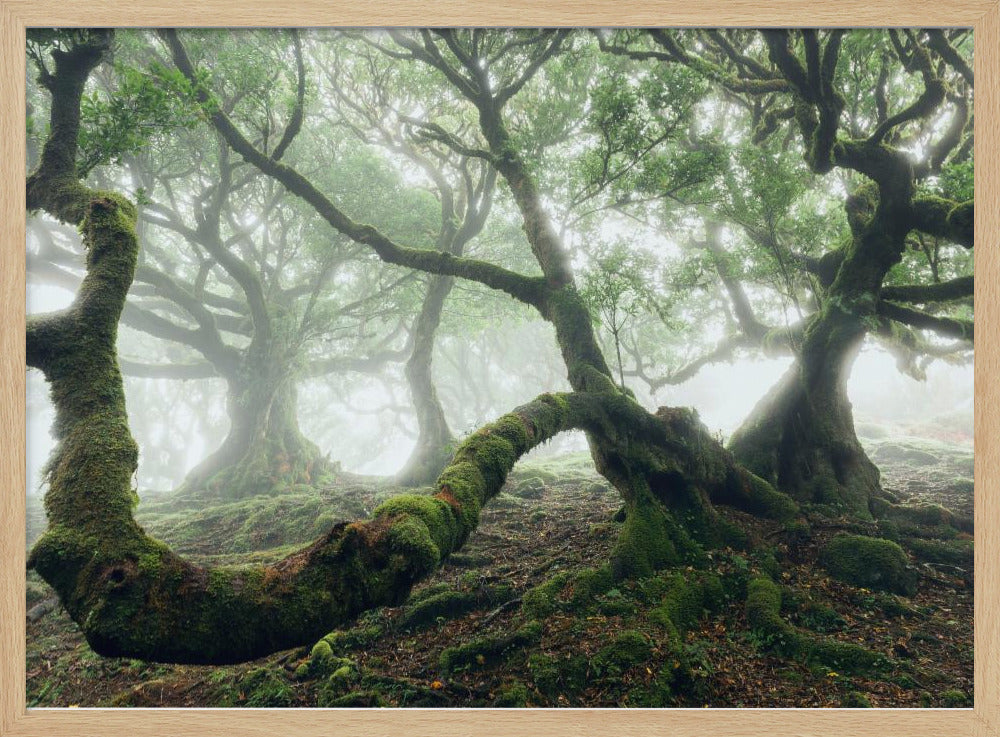 Mystischer Lorbeerwald | Poster