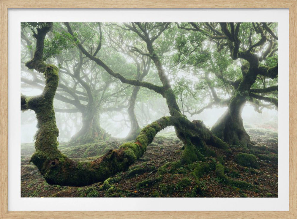 Mystischer Lorbeerwald | Poster