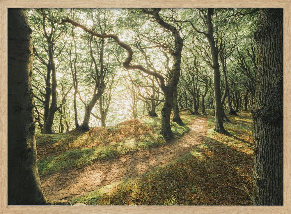 Magisches Buchenholz | Poster