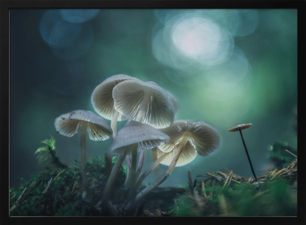 Waldträume | Poster