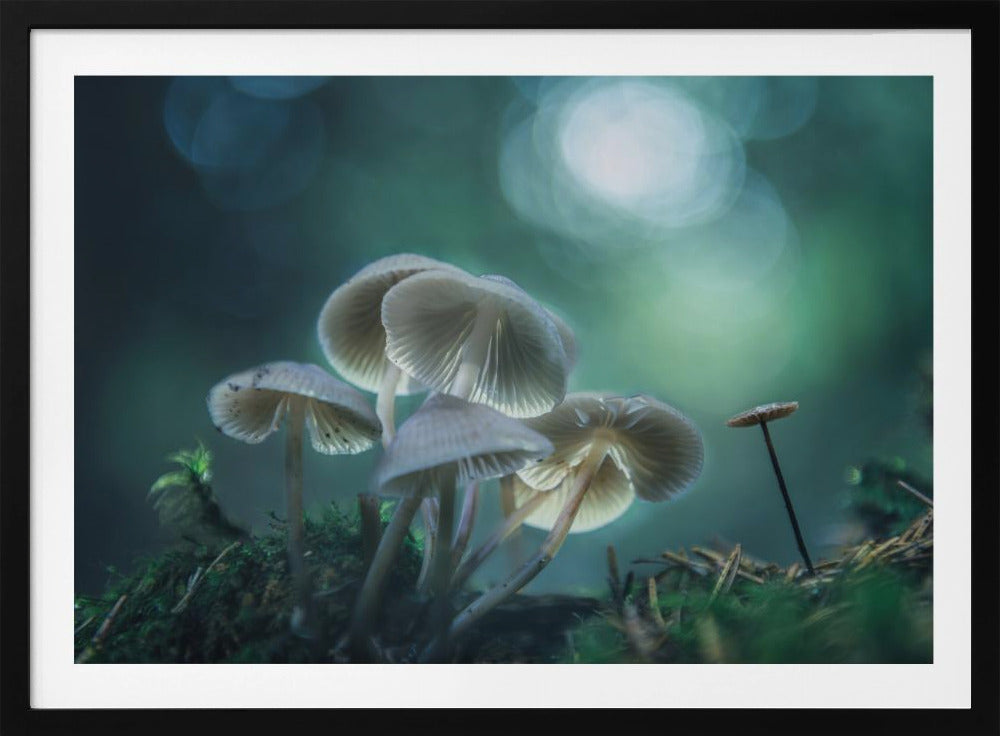 Waldträume | Poster