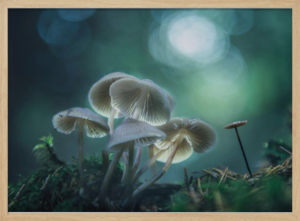 Waldträume | Poster