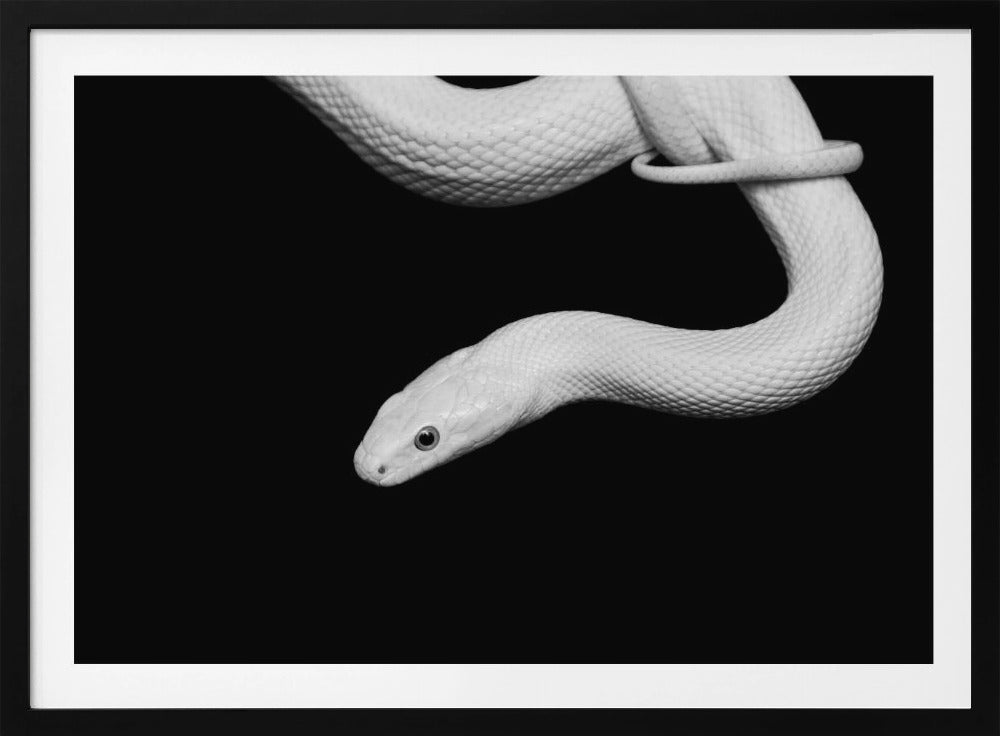 Serpent Blanc | Poster