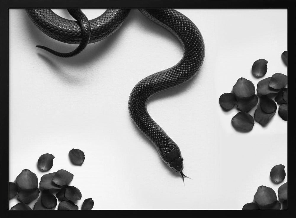 Black Snake Roam | Poster