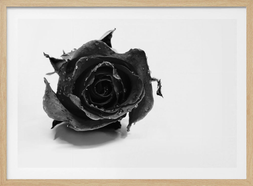 Rose Noir | Poster