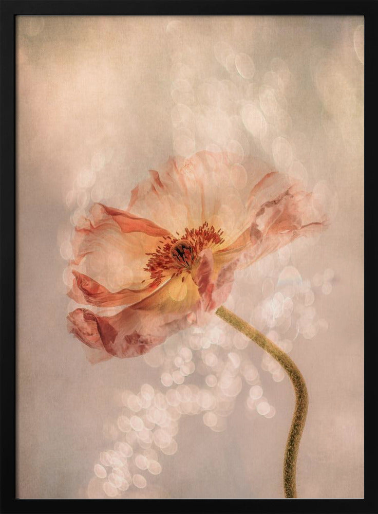 Strahlender Mohn | Poster
