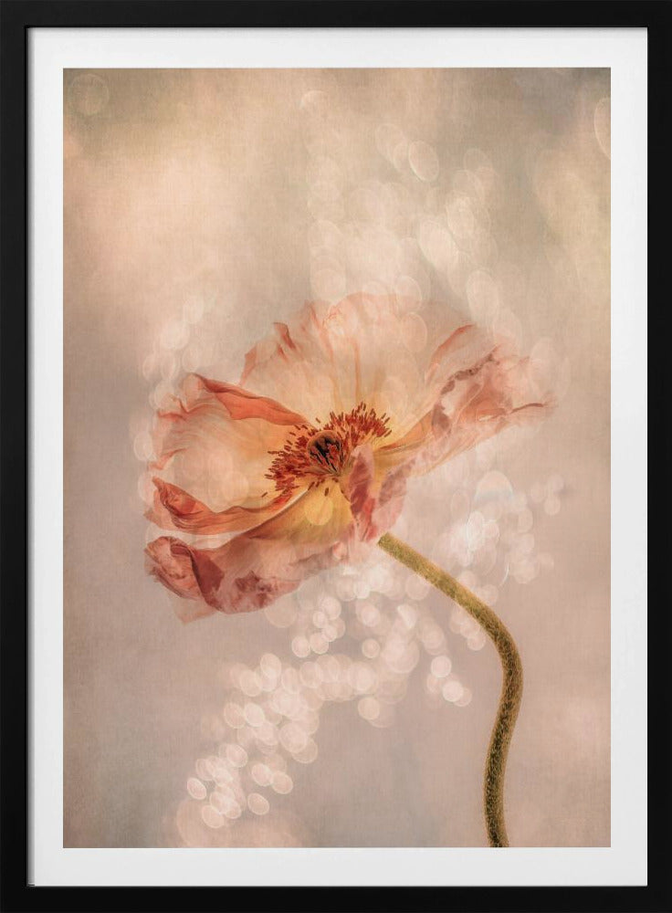 Strahlender Mohn | Poster
