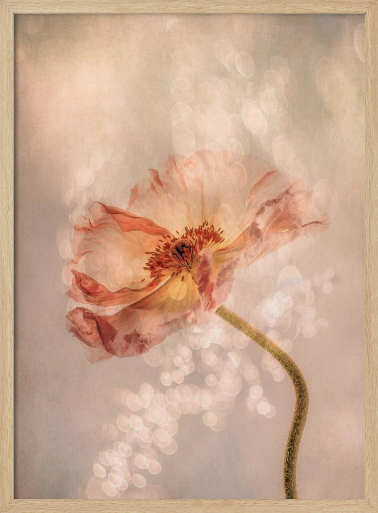 Strahlender Mohn | Poster