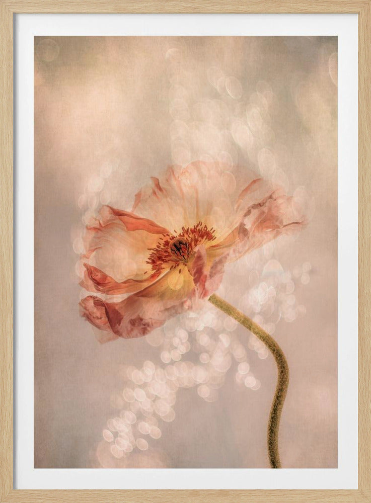 Strahlender Mohn | Poster