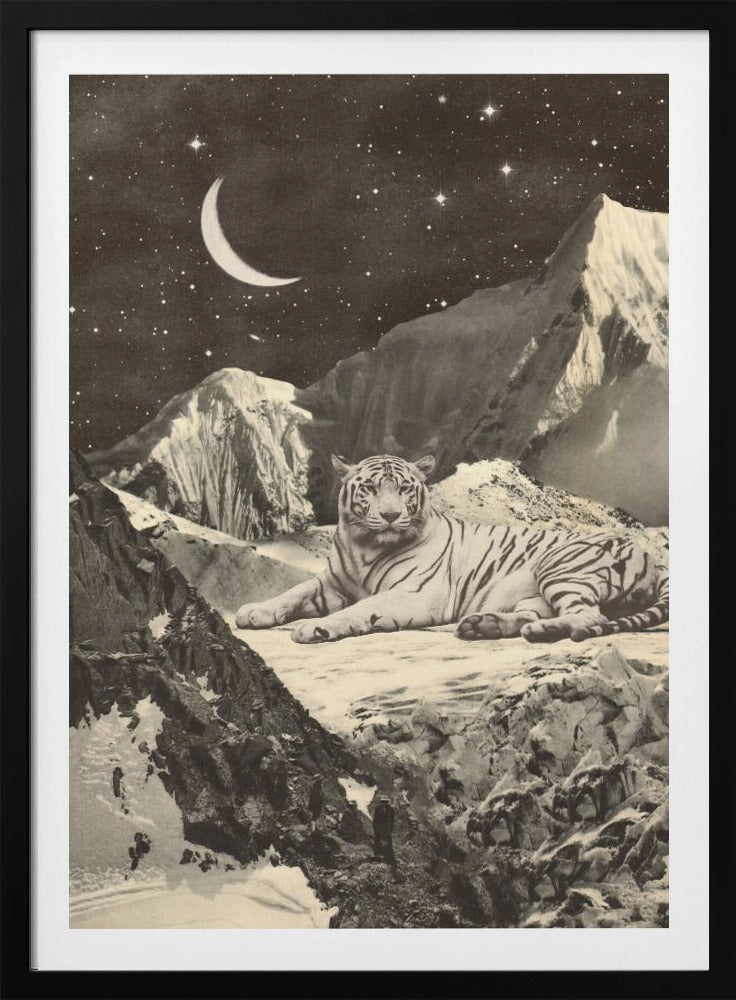 Riesiger weißer Tiger | Poster