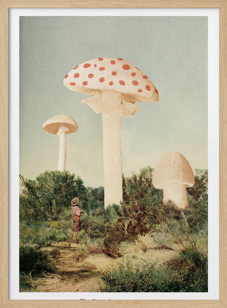 Der schönste Riesenpilz | Poster