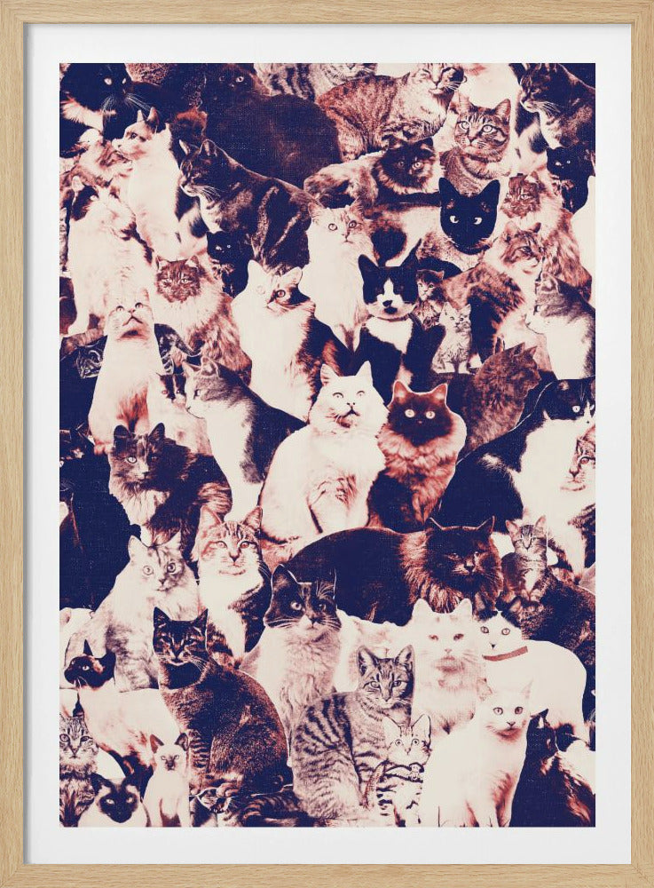 Katzen für immer | Poster