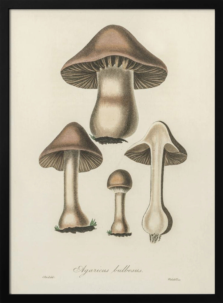Agaricus Bulbosus Illustration. Medizinische Botanik 1836 | Poster