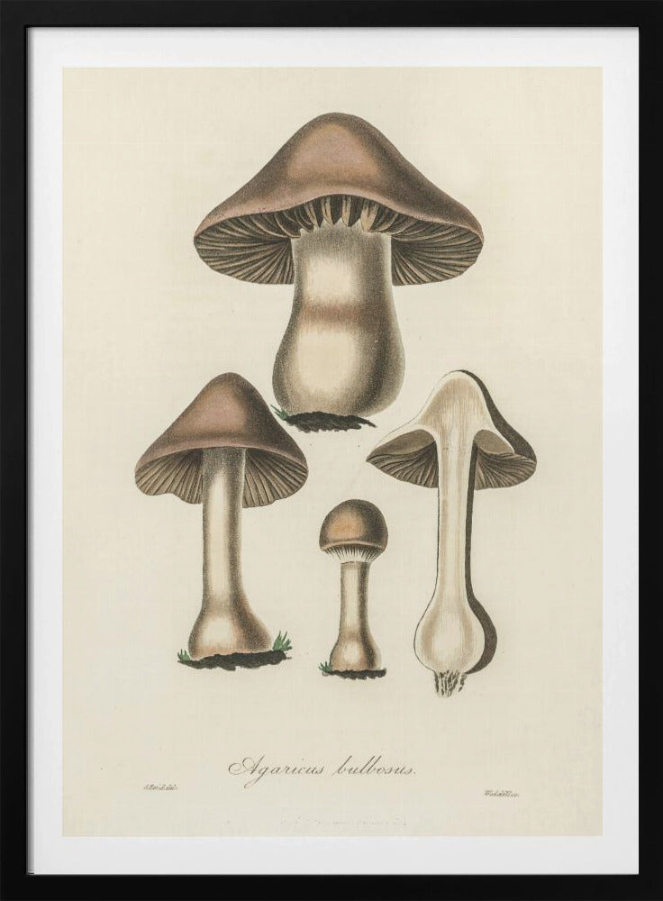 Agaricus Bulbosus Illustration. Medizinische Botanik 1836 | Poster