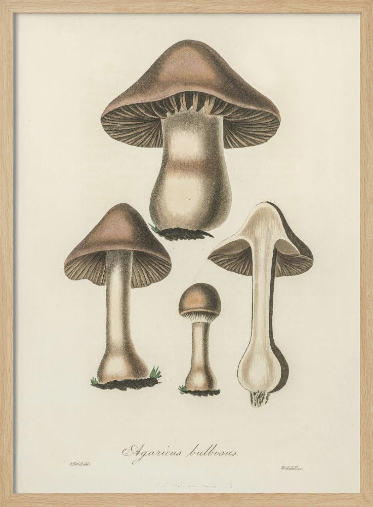 Agaricus Bulbosus Illustration. Medizinische Botanik 1836 | Poster