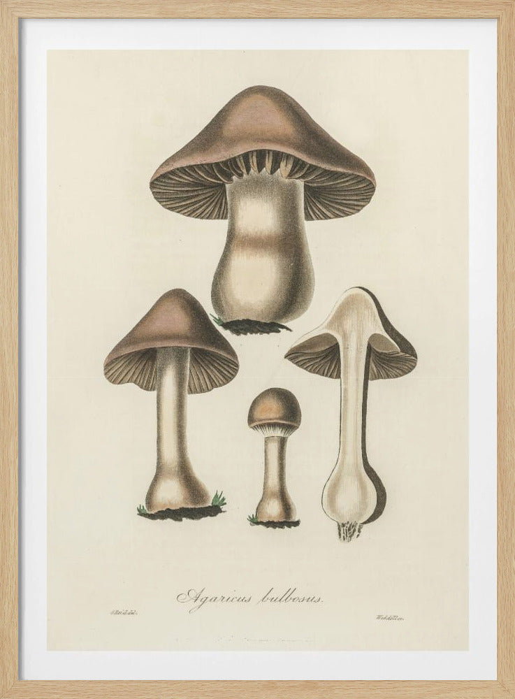 Agaricus Bulbosus Illustration. Medizinische Botanik 1836 | Poster