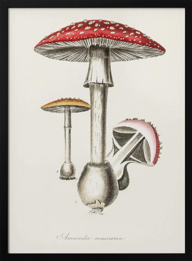 Illustration des Fliegenpilzes. Medizinische Botanik 1836 | Poster