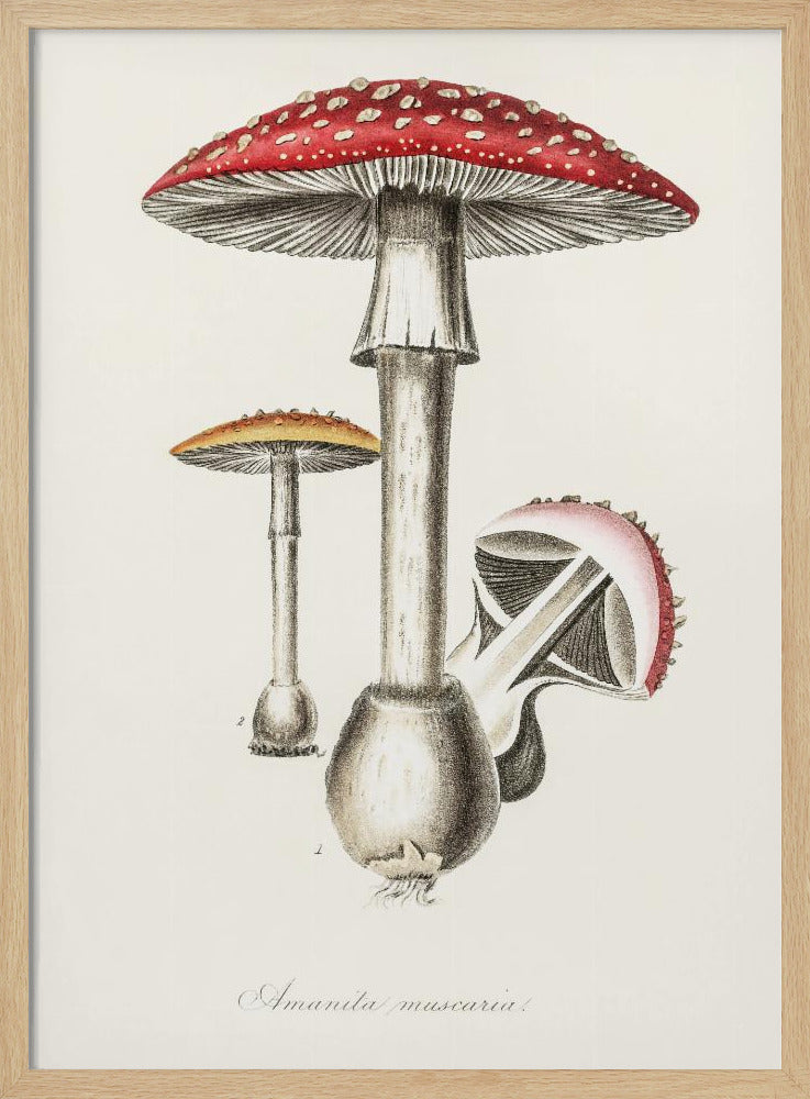 Illustration des Fliegenpilzes. Medizinische Botanik 1836 | Poster