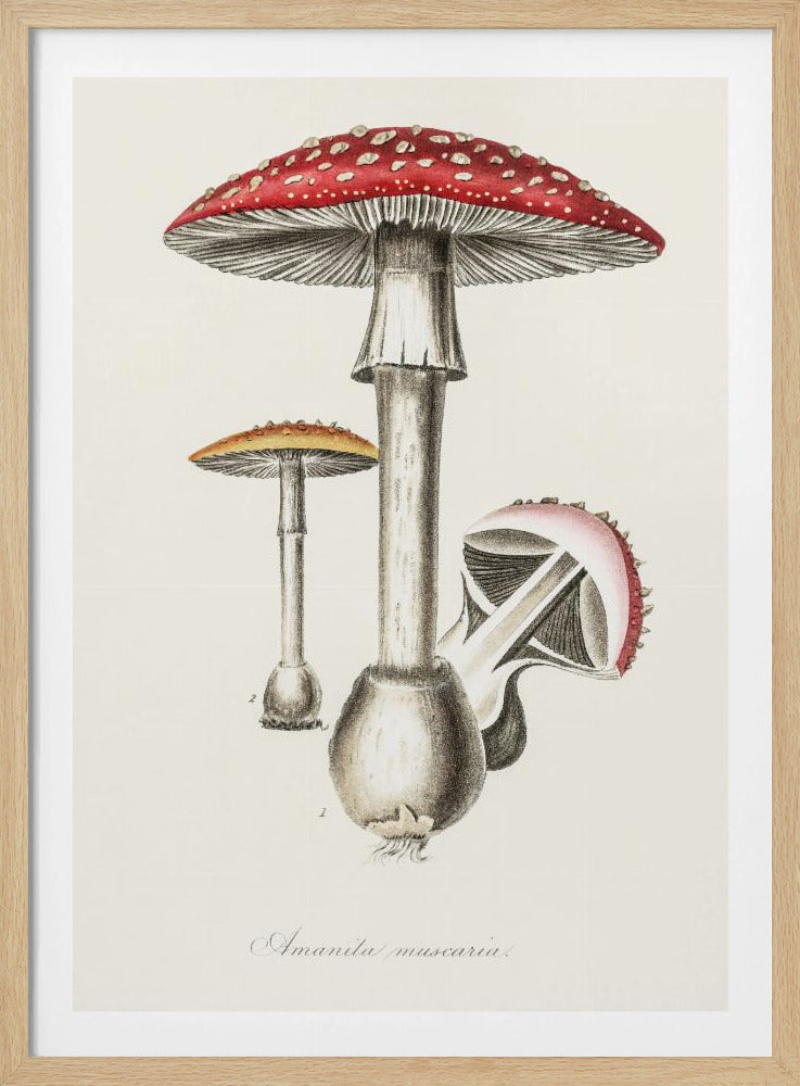 Illustration des Fliegenpilzes. Medizinische Botanik 1836 | Poster