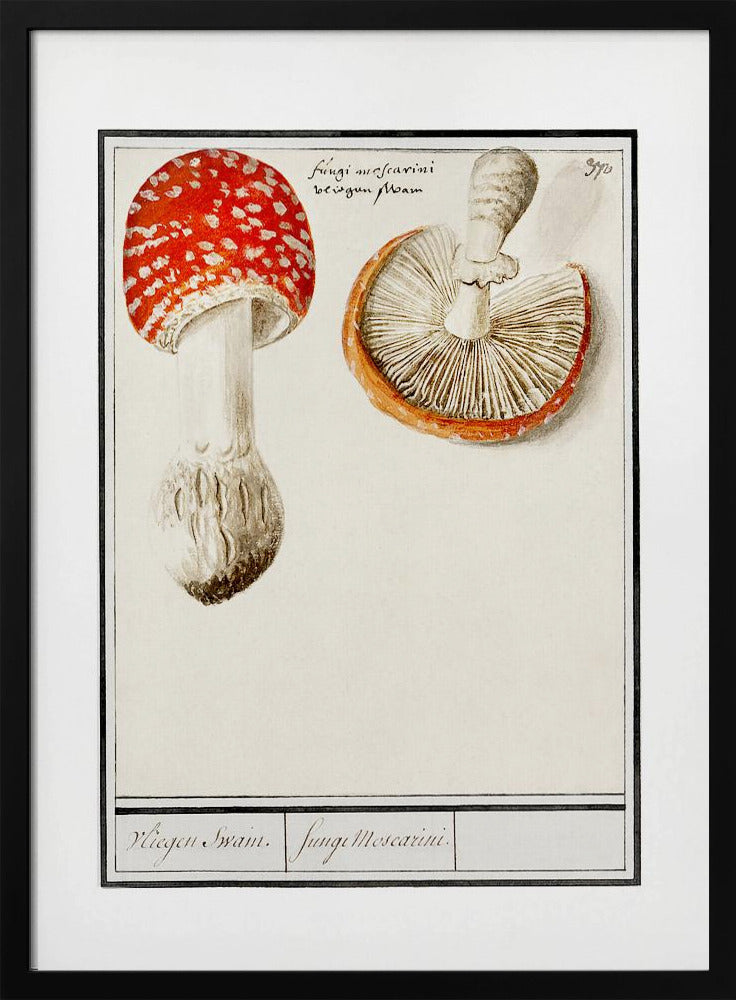 Fliegenpilz, Amanita Muscaria | Poster
