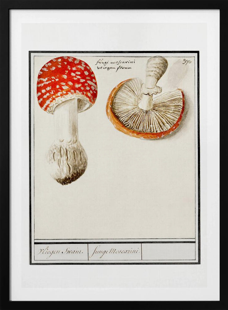 Fliegenpilz, Amanita Muscaria | Poster