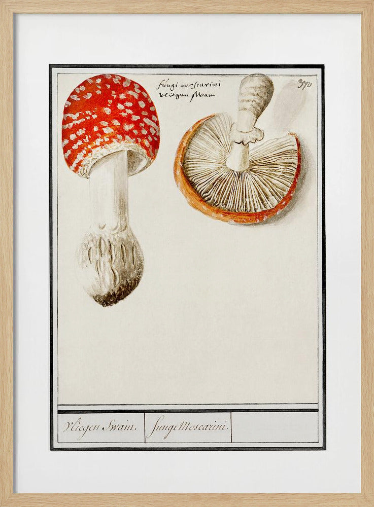 Fliegenpilz, Amanita Muscaria | Poster