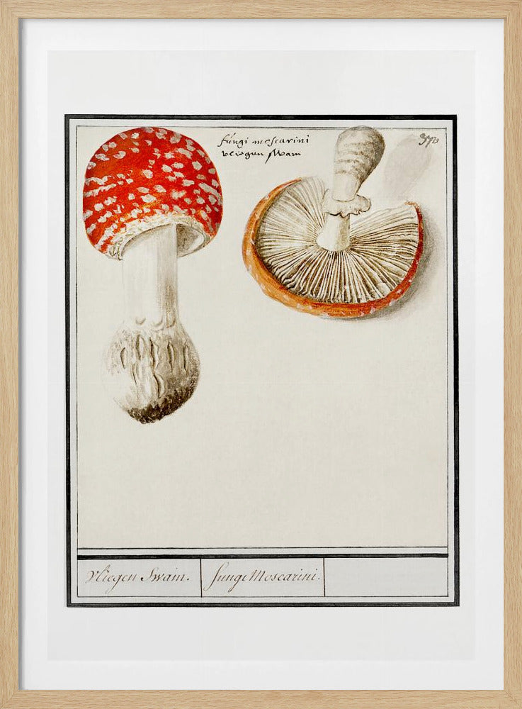 Fliegenpilz, Amanita Muscaria | Poster